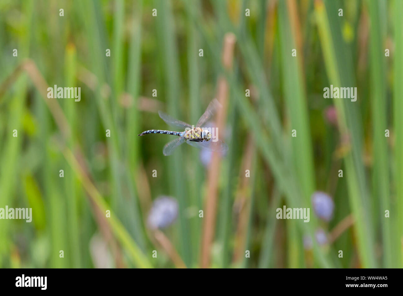 Dragonfly hovering yellow diagonal stripes on brown thorax black abdomen with blue markings and large blue and black compound eyes orange wing spot Stock Photo