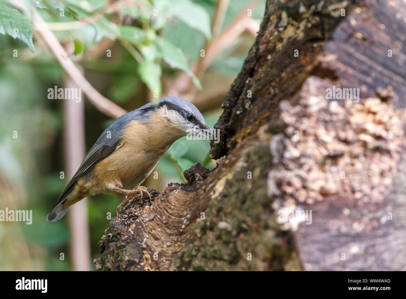 Nuthatch (Sitta europaea) hiding seeds in crevices. Blue grey upperparts buff underparts  chestnut flanks long black bill and black stripe through eye Stock Photo