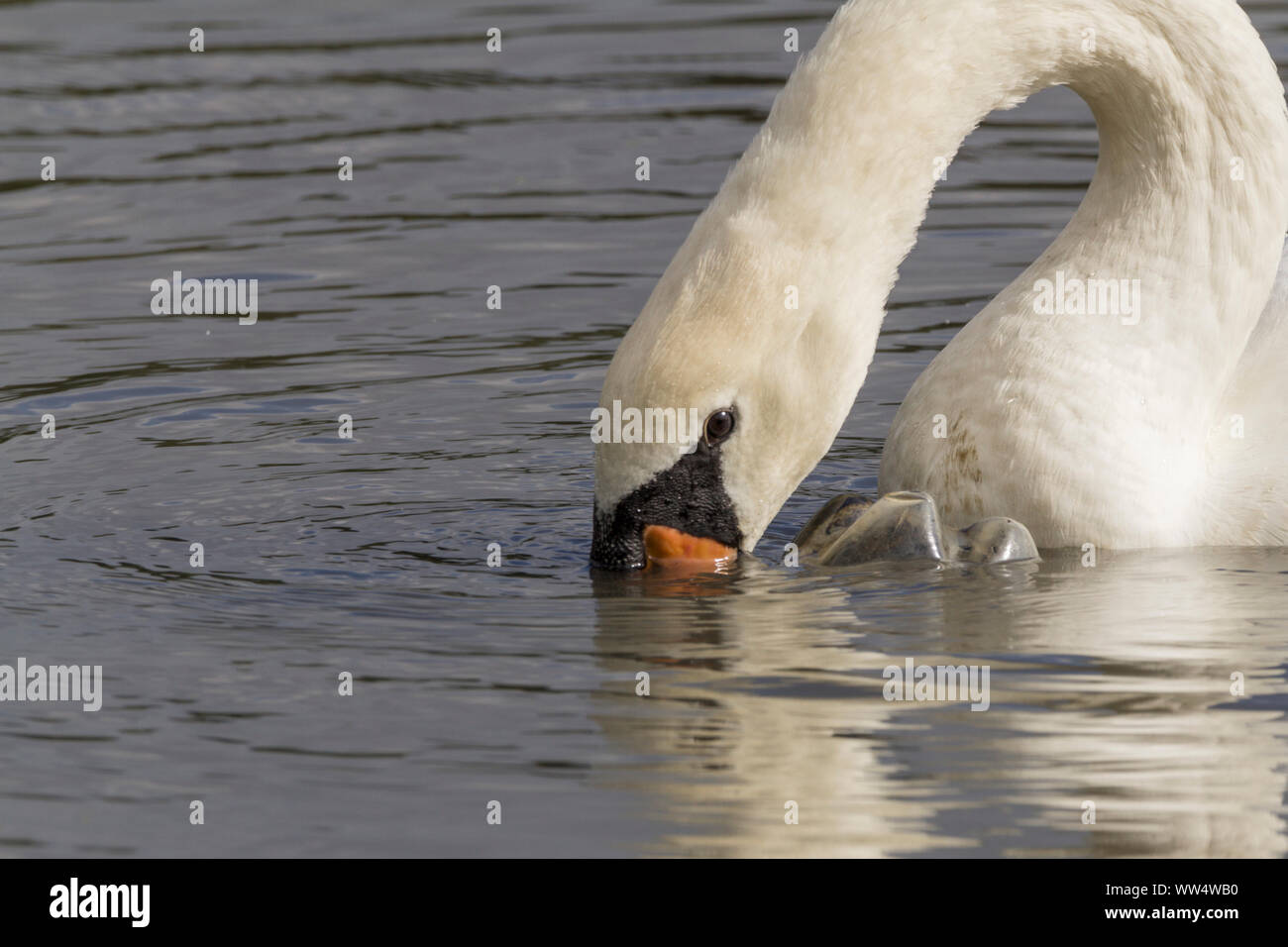 Mute swan (Cygnus olor) and plastic waste. Upturned plastic bottle in water attracting attention of a wild swan mouthing the bobbing plastic pollution Stock Photo
