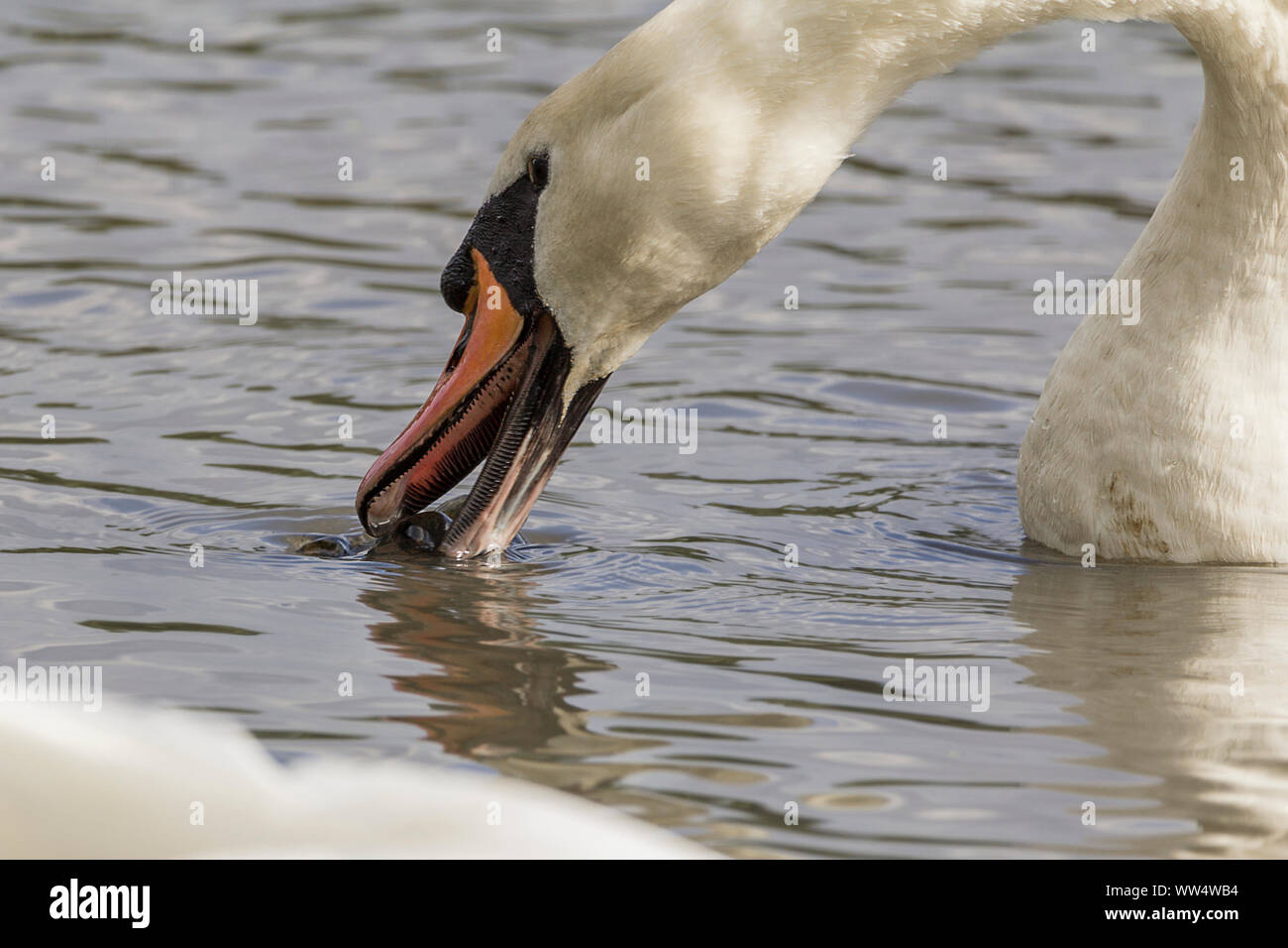 Mute swan (Cygnus olor) and plastic waste. Upturned plastic bottle in water attracting attention of a wild swan mouthing the bobbing plastic pollution Stock Photo