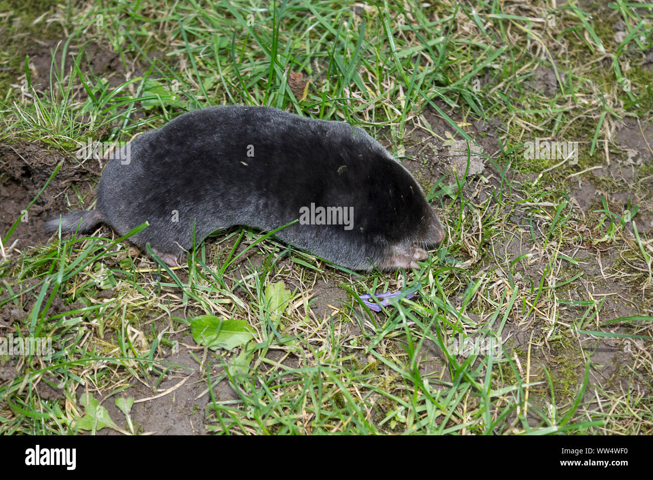 Mole (Talpa europaea) above ground searching through soft turf areas for worms. Short black dense velvety fur short tail large front claws short legs Stock Photo