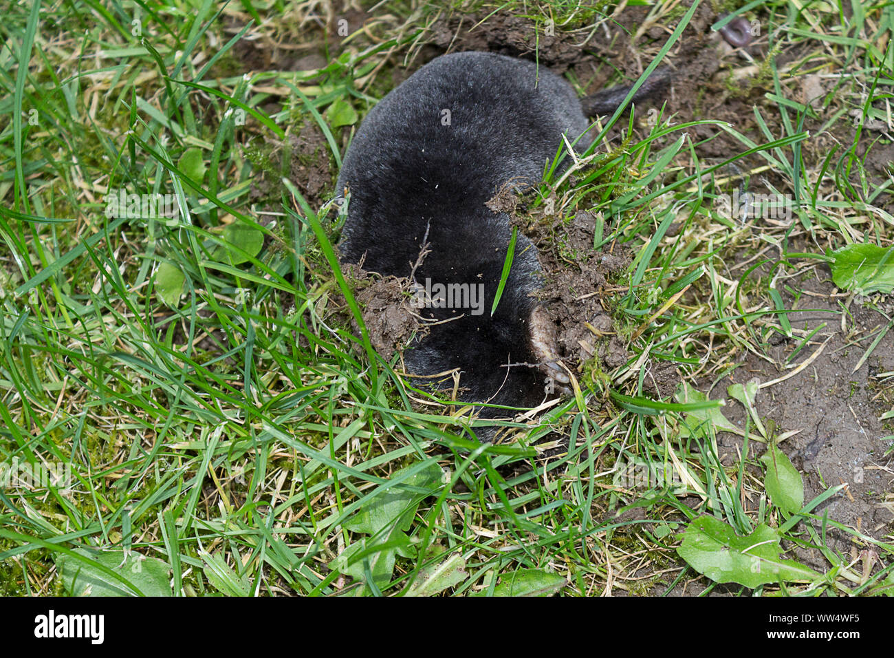 Mole (Talpa europaea) above ground searching through soft turf areas for worms. Short black dense velvety fur short tail large front claws short legs Stock Photo