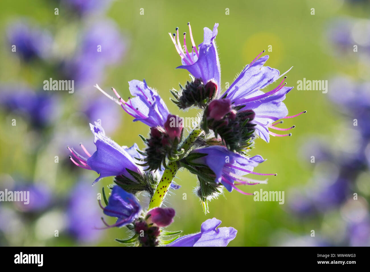 Viper's bugloss (Echium vulgare), Upper Bavaria, Bavaria, Germany Stock Photo
