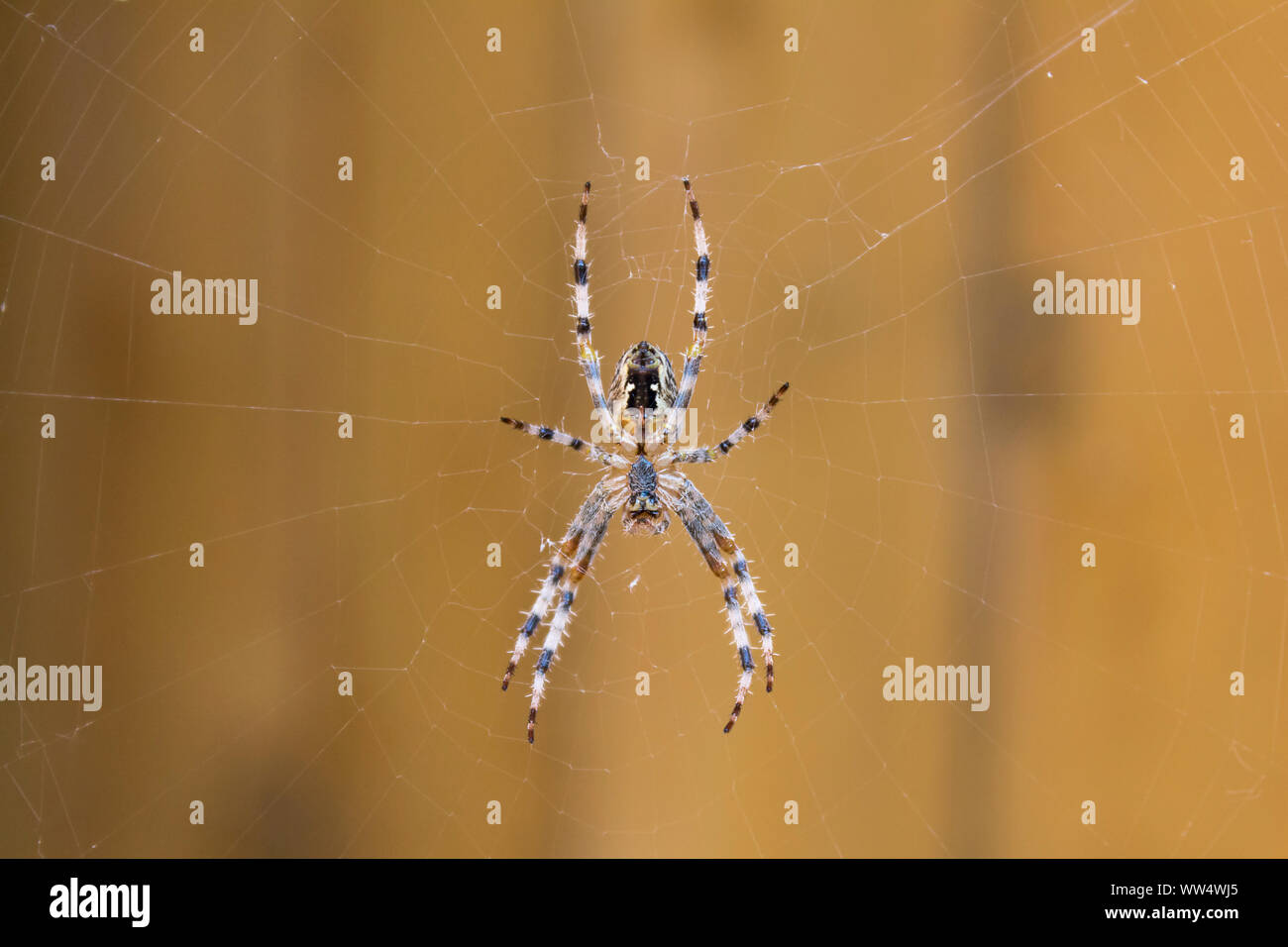Garden spider on web (Araneus diadematus) large abdomen eight striped legs light brown with dark and light markings white cross on back shown below. Stock Photo