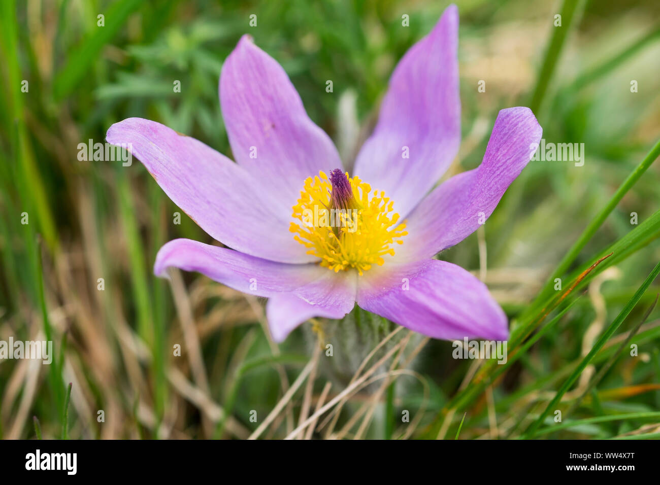 Greater pasque flower (Pulsatilla grandis or Pulsatilla vulgaris subsp. grandis) Jois, north Burgenland, Burgenland, Austria Stock Photo
