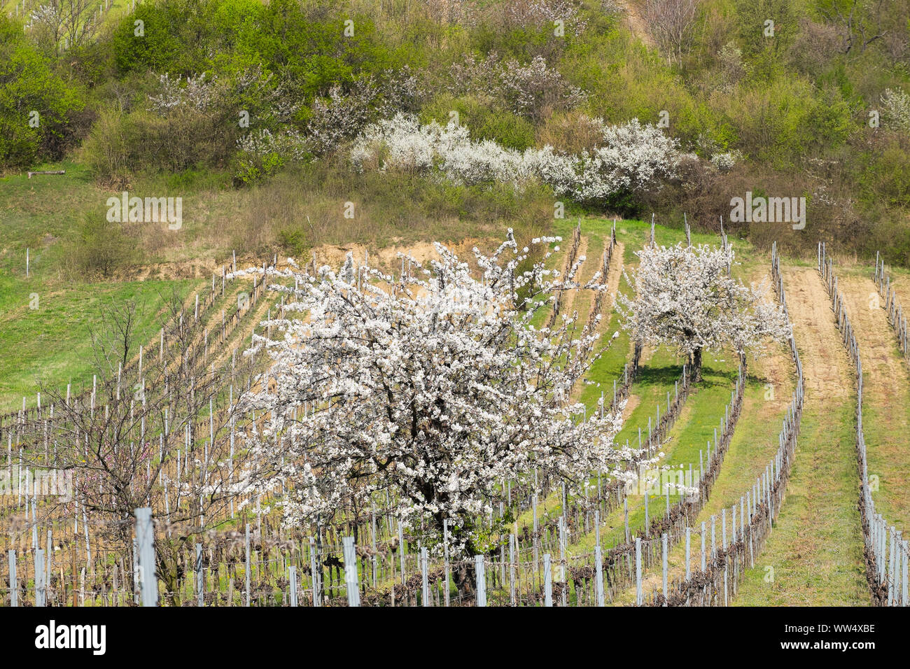 Cherry flower, blossoming cherry trees in vineyards, Donnerskirchen, Leitha Mountains, north Burgenland, Burgenland, Austria Stock Photo