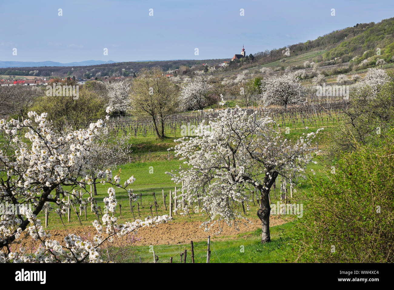 Cherry flower, blossoming cherry trees, Donnerskirchen, north Burgenland, Burgenland, Austria Stock Photo