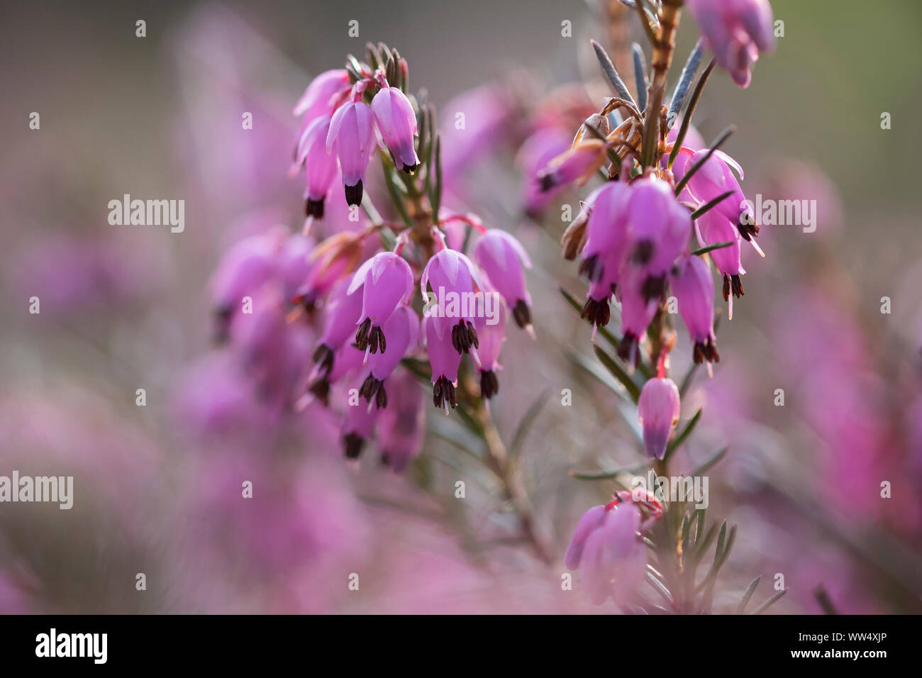 Blossoms, winter flowering heather (Erica carnea), Isar floodplains, Geretsried, Bavaria, Germany Stock Photo