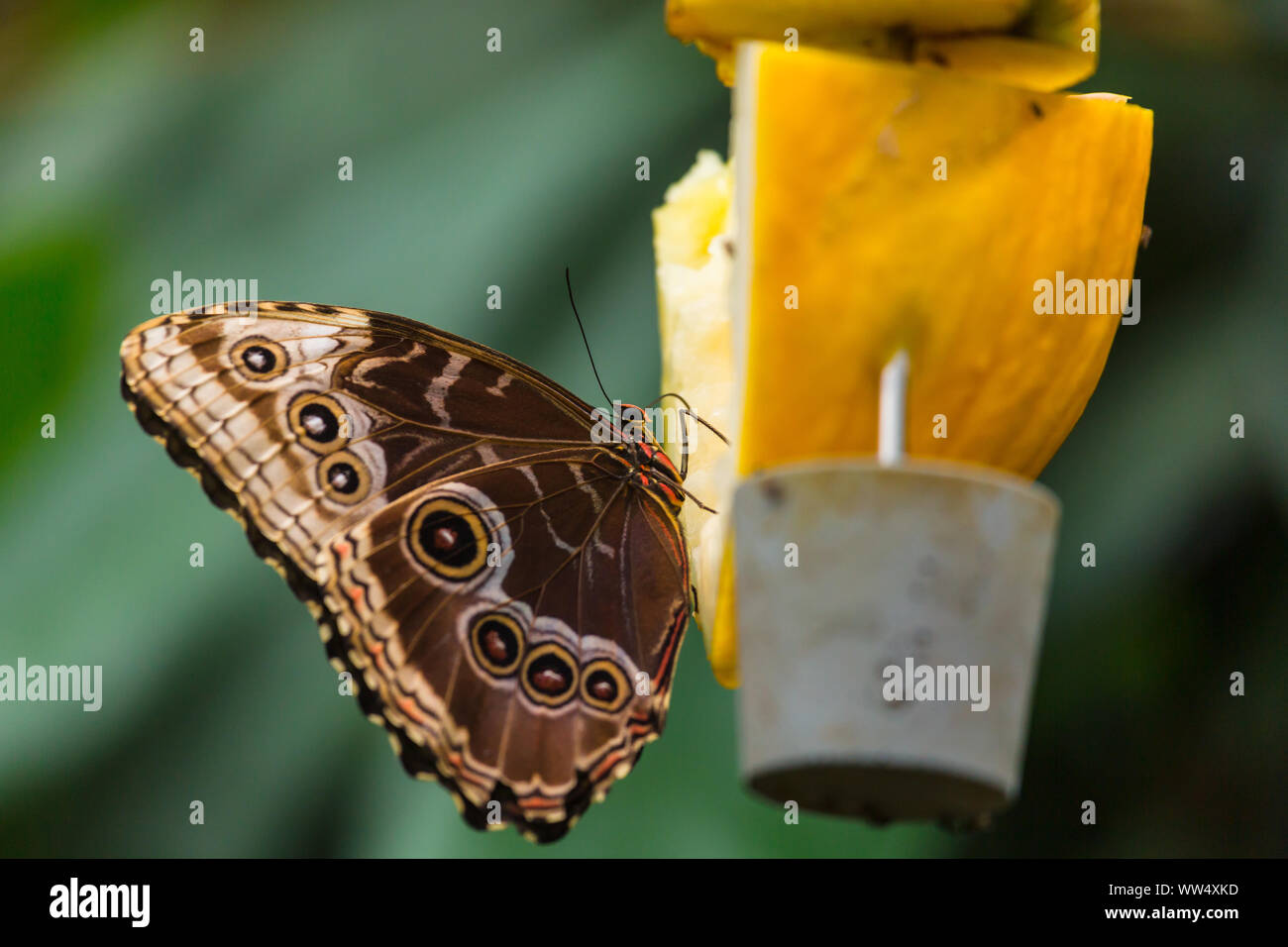 Beautiful Monarch Butterfly Stock Photo