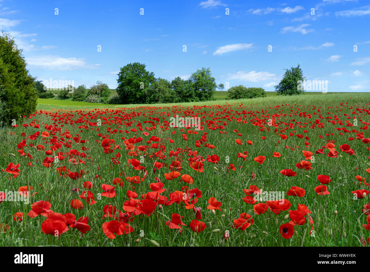 Poppies on summer meadow hi-res stock photography and images - Alamy