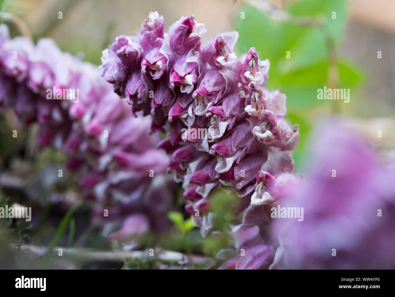 Blossom, common toothwort(Lathraea squamaria), parasite plant, Upper Bavaria, Bavaria, Germany Stock Photo