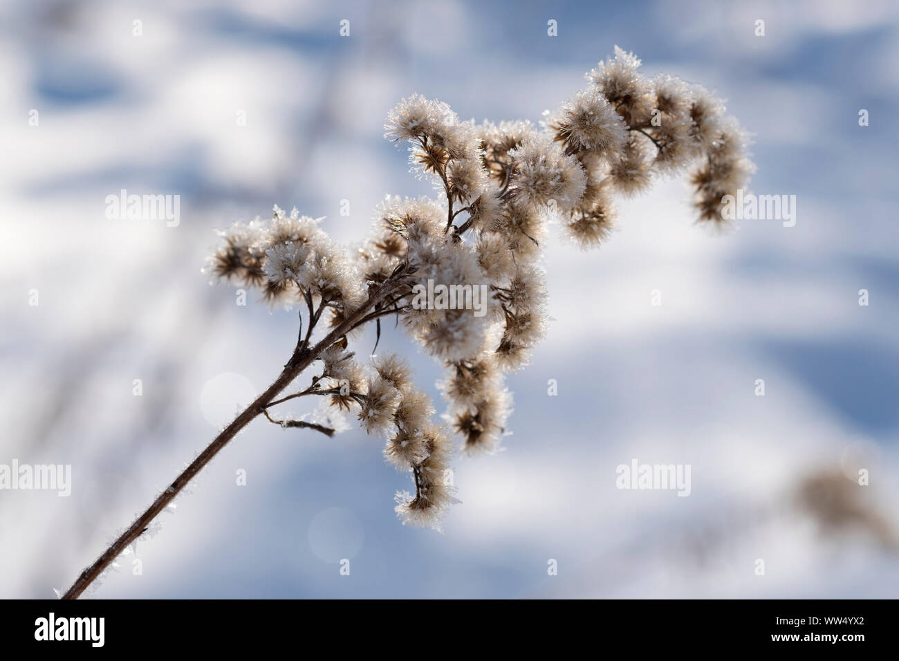 Hoarfrost in old seed pod of Canadian golden rod, nature reserve Isarauen, Upper Bavaria, Bavaria, Germany Stock Photo