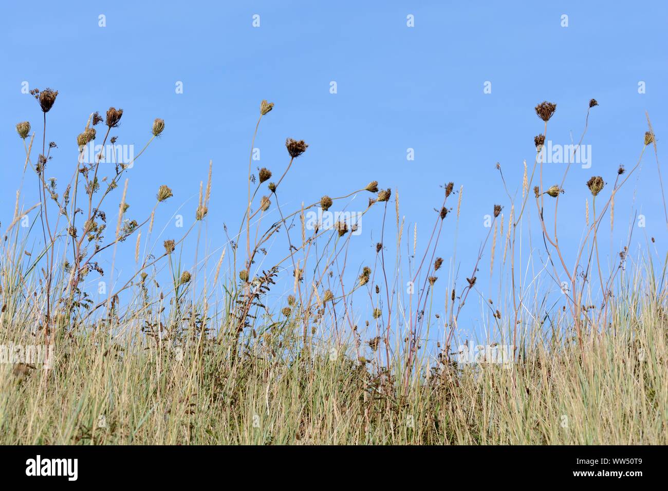 Seed heads against blue sky in early autumn Stock Photo