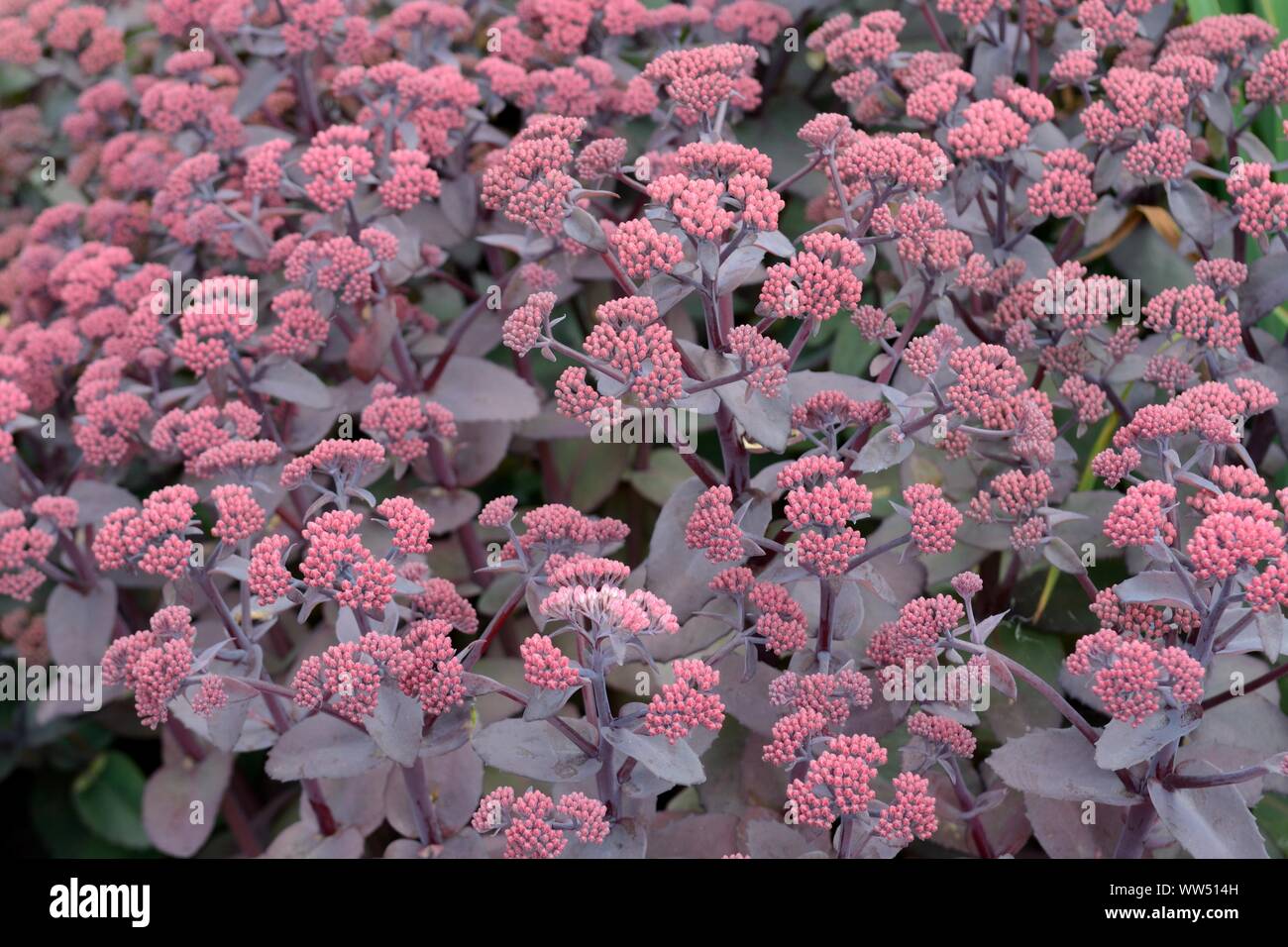 Sedum Zenox Autumn stonecrop in flower Stock Photo