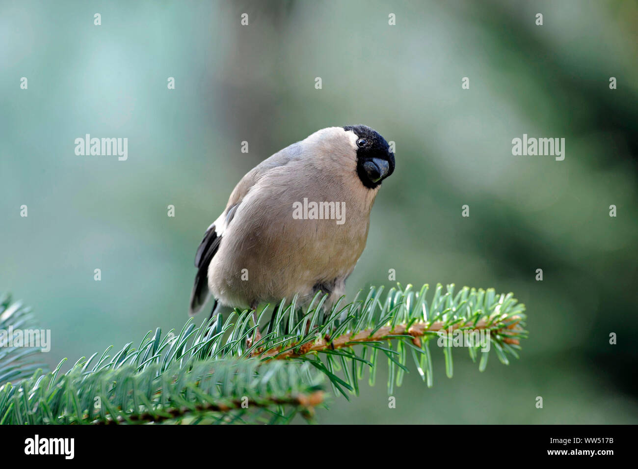 Bullfinch female searching for food in the coniferous forest Stock Photo