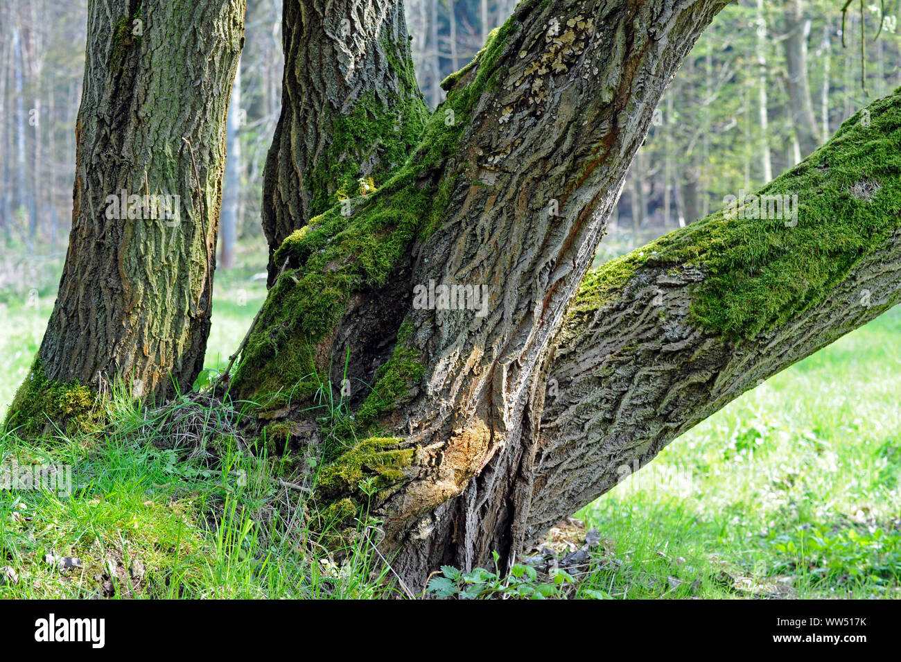 Multi-stemmed crack willow, mossy with deep-cracked crust, at a stream course in the alluvial forest Stock Photo