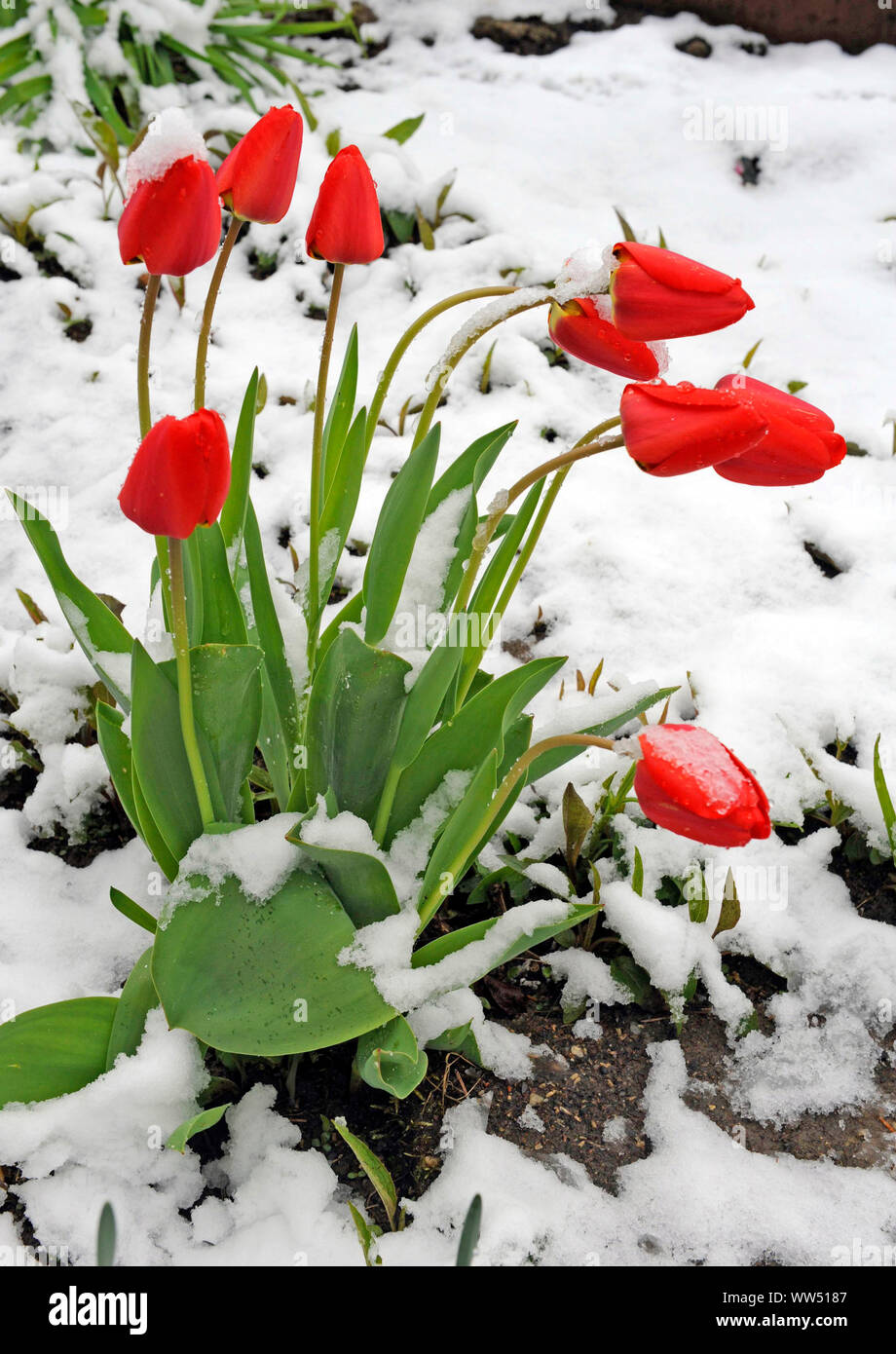 Garden patch with red blossoming tulips in snow Stock Photo