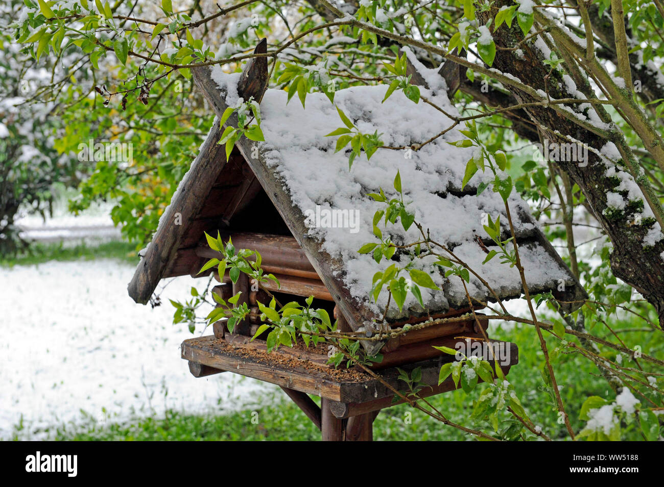 Fresh snowfall in postwinter covering the lilac shrub and the birdhouse in spring garden Stock Photo