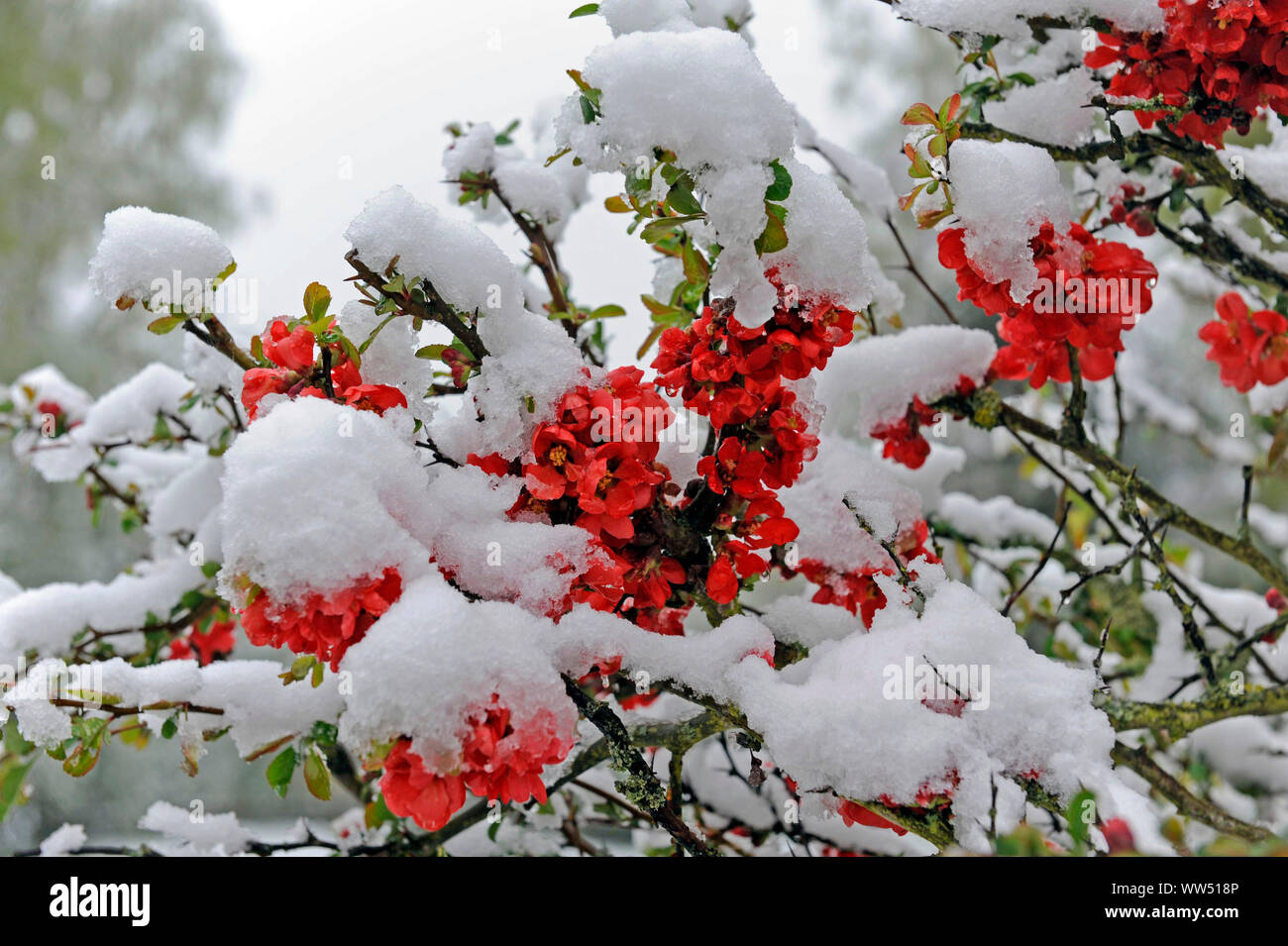 Fresh snowfall in postwinter covering the red blossoming shrub of the ornamental quince in spring garden Stock Photo