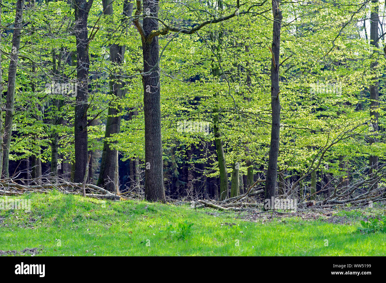 Near-natural forest landscape, foliage mixed forest with strong copper beeches, the most important broad-leaved trees of Central Europe Stock Photo
