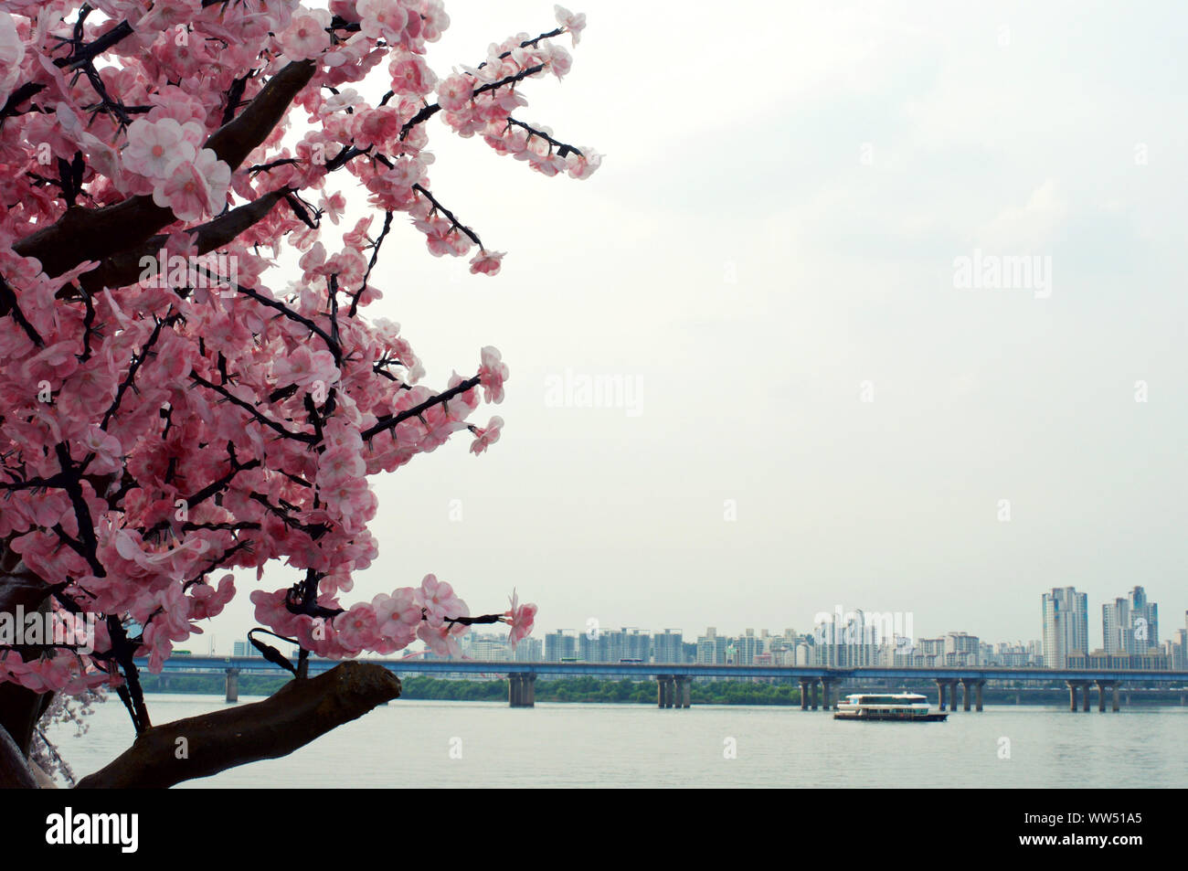 River with artificial pink sakura on Hang gang river Stock Photo