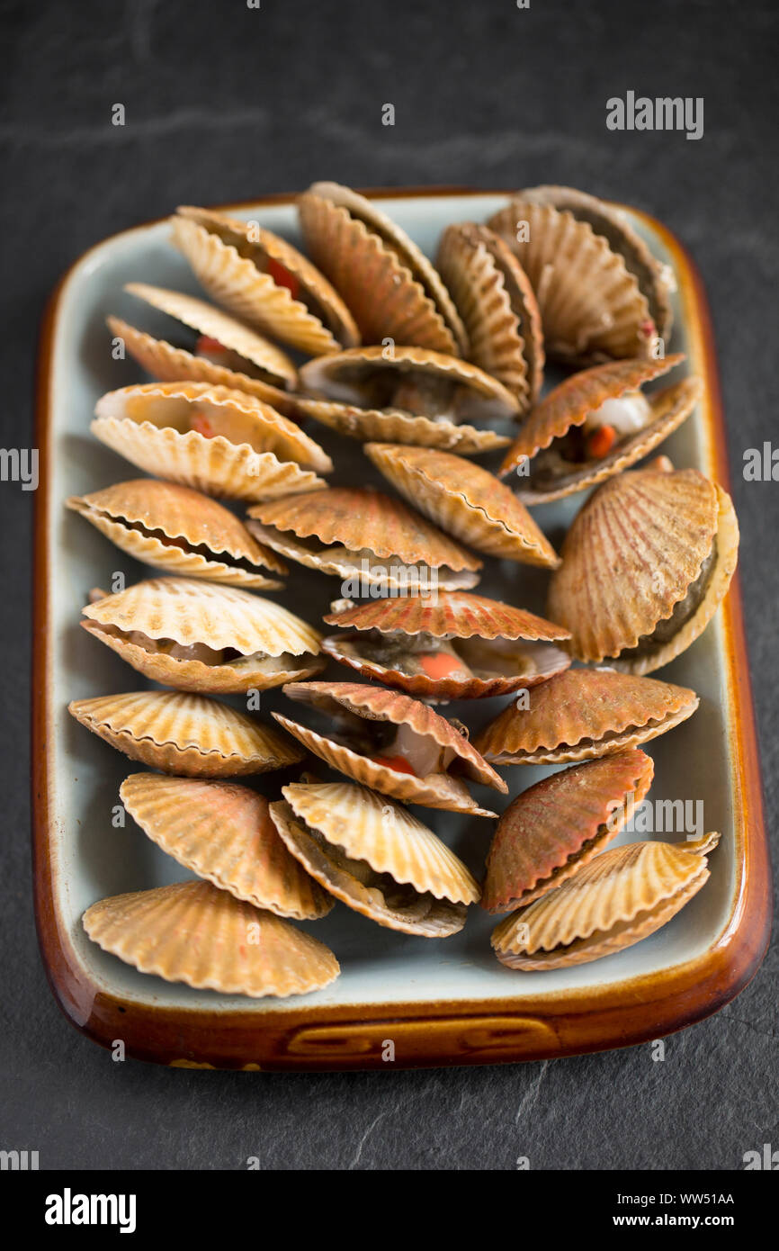 Raw, uncooked Queen scallops, Aequipecten opercularis, in their shells
