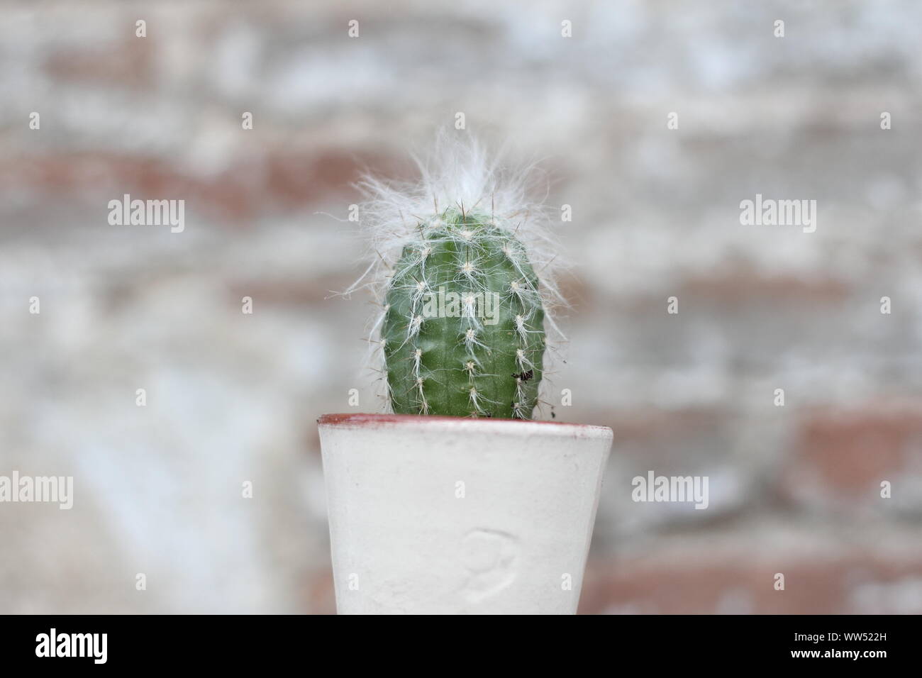 A small cactus with white hair, Stock Photo