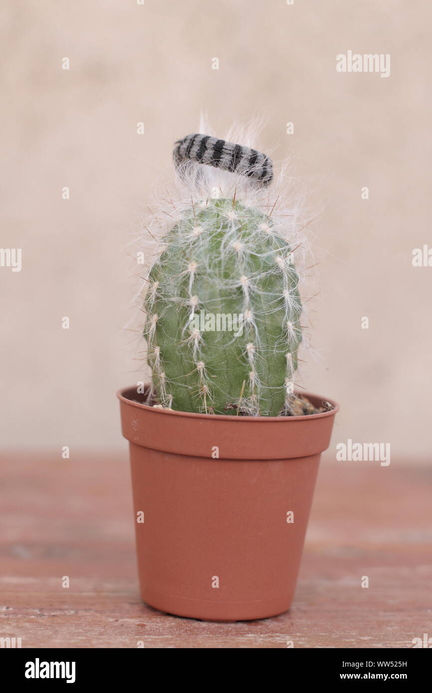 A small cactus with white hair and hair tie, Stock Photo