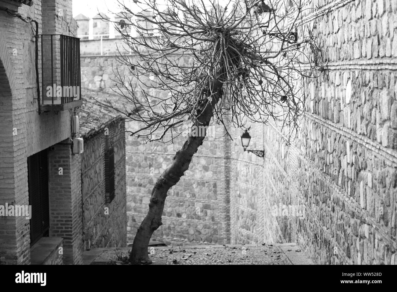 A crooked tree in a lane of Toledo Stock Photo Alamy