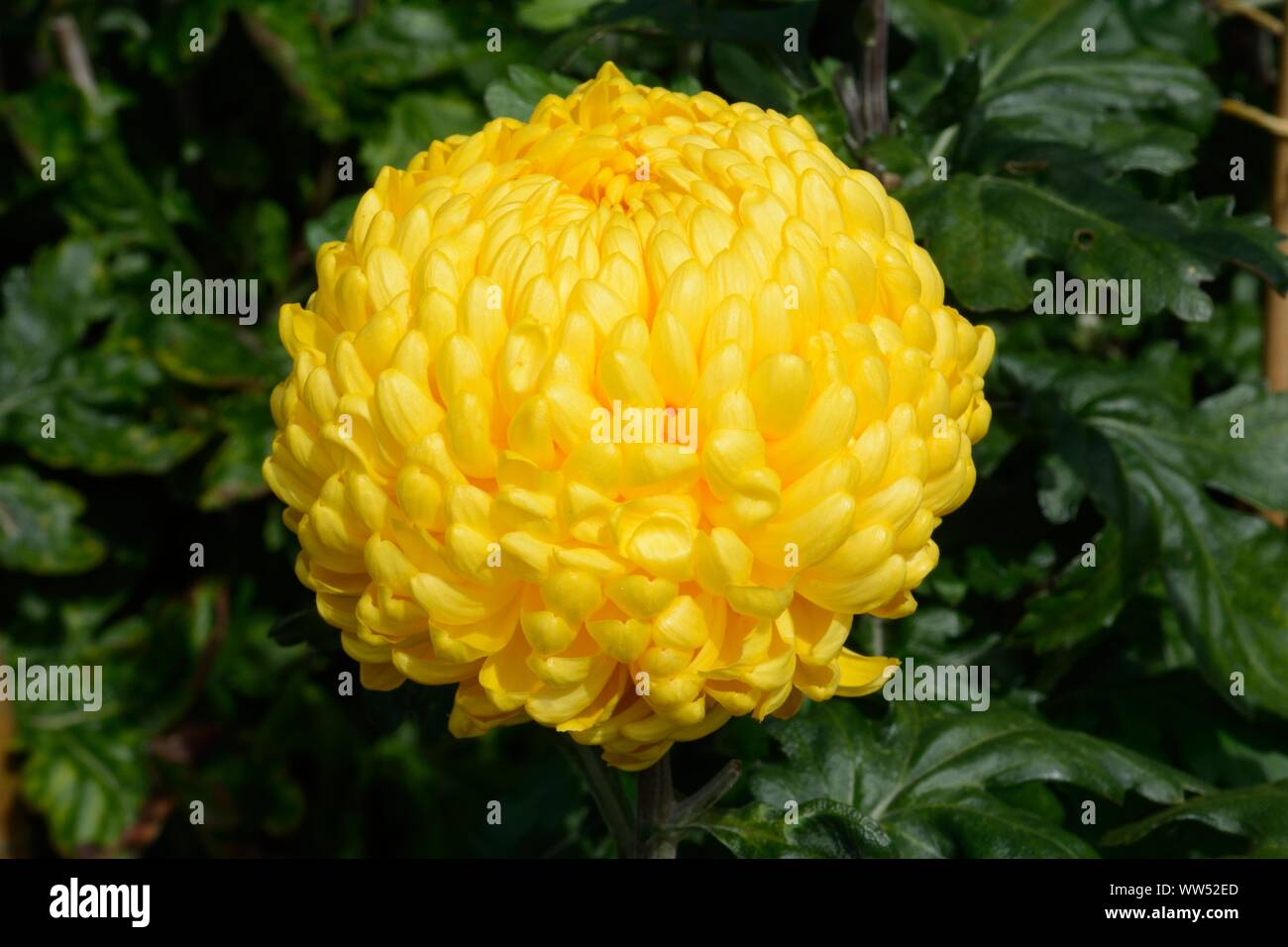 Chrysanthemum Max Riley Dendranthema Max Riley yellow flower single bloom Stock Photo