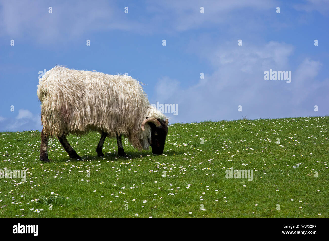 Ireland, County Kerry, Dingle peninsula, ram eating grass on flower meadow Stock Photo