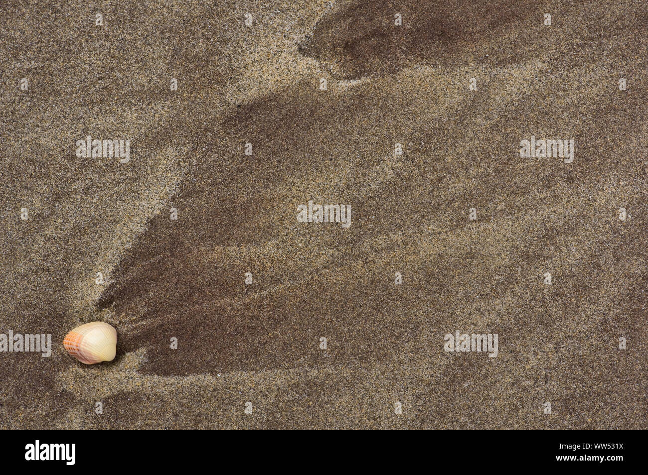 Ireland, County Kerry, Dingle peninsula, mussel on sandy beach Stock Photo