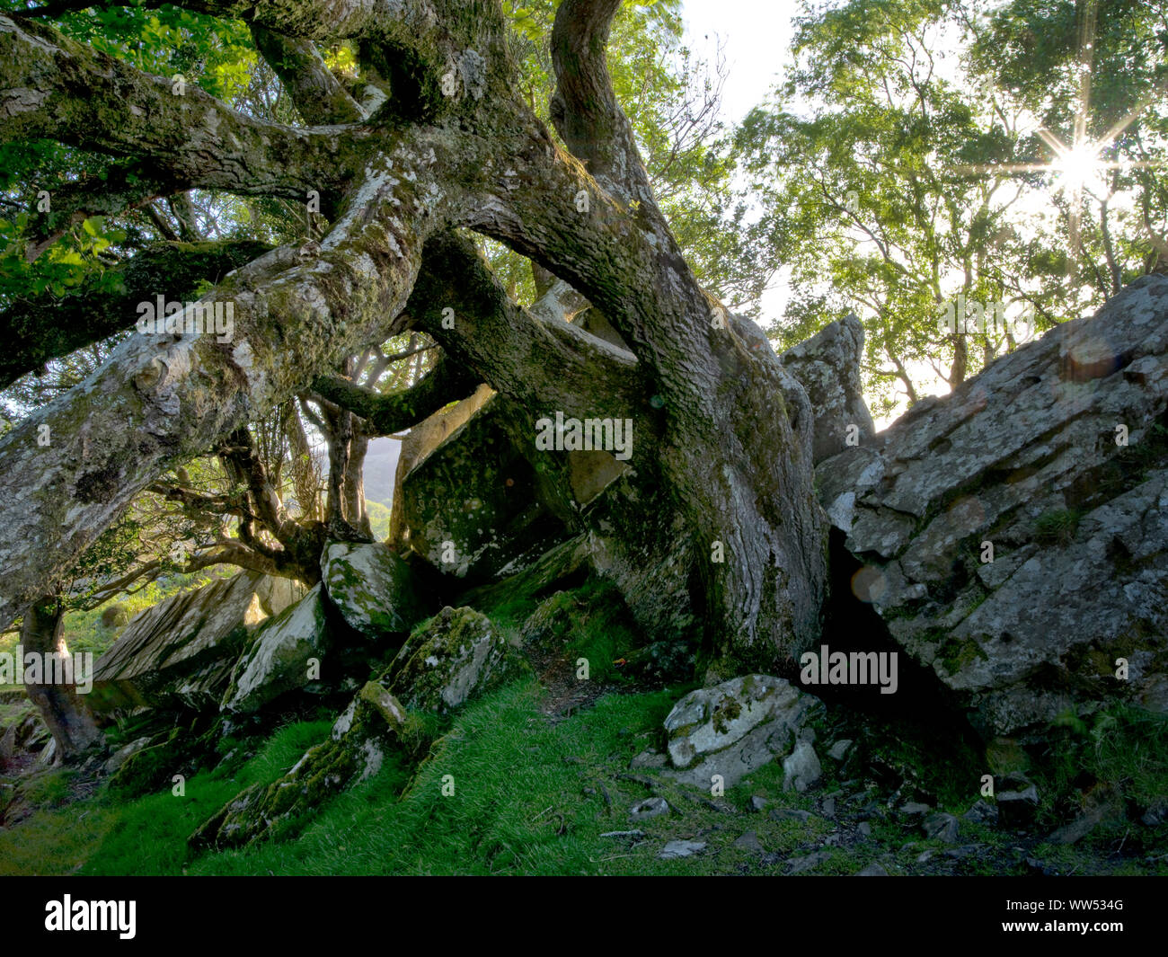Ireland, County Kerry, Killarney, Killarney National Park, holm oak in the rock, Torc Mountain, Ring of Kerry Stock Photo