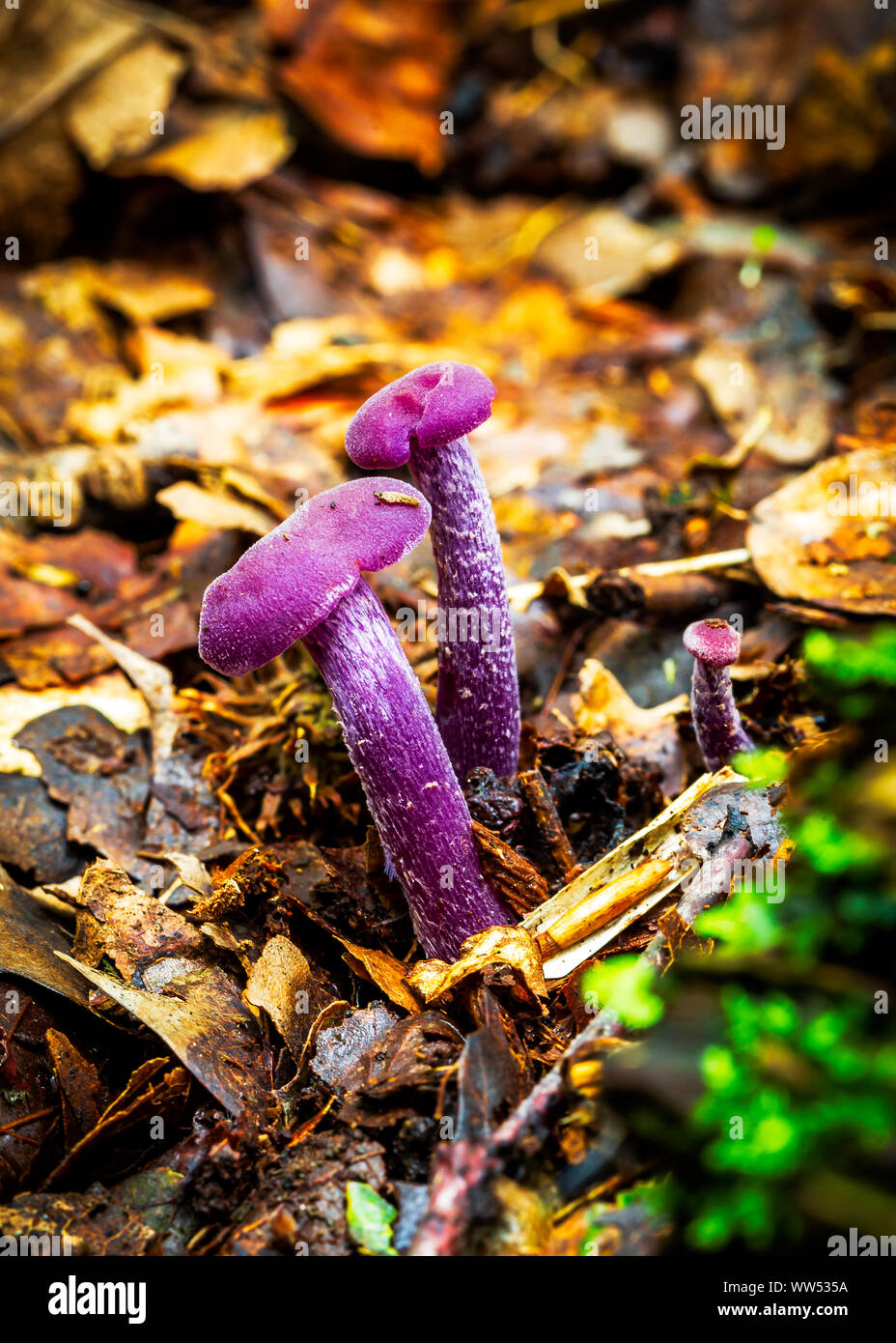 Amethyst Deceiver (Laccaria amethystina) Stock Photo