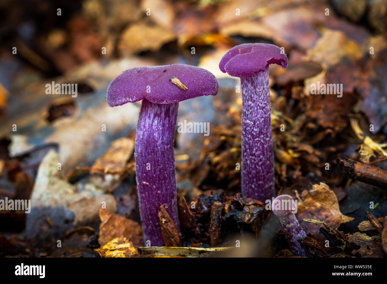 Amethyst Deceiver (Laccaria amethystina) Stock Photo