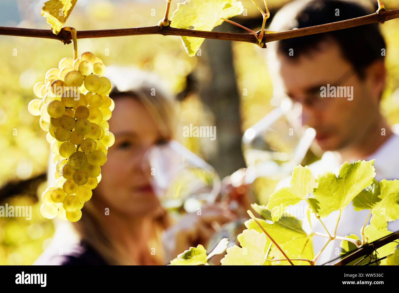 Winemaker couple tasting wine Stock Photo Alamy