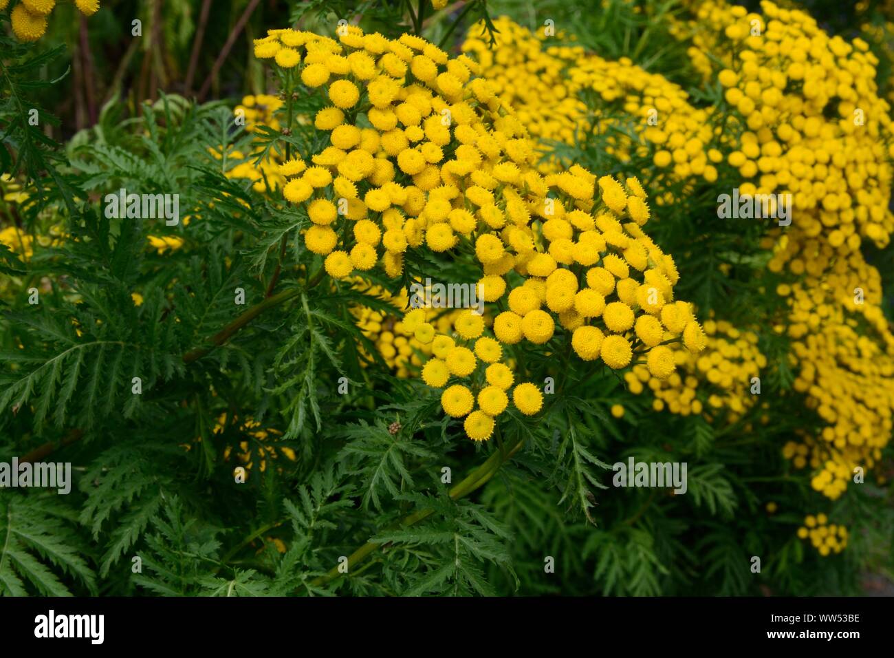 Tanactetum vulgare Tansy plant herb Stock Photo