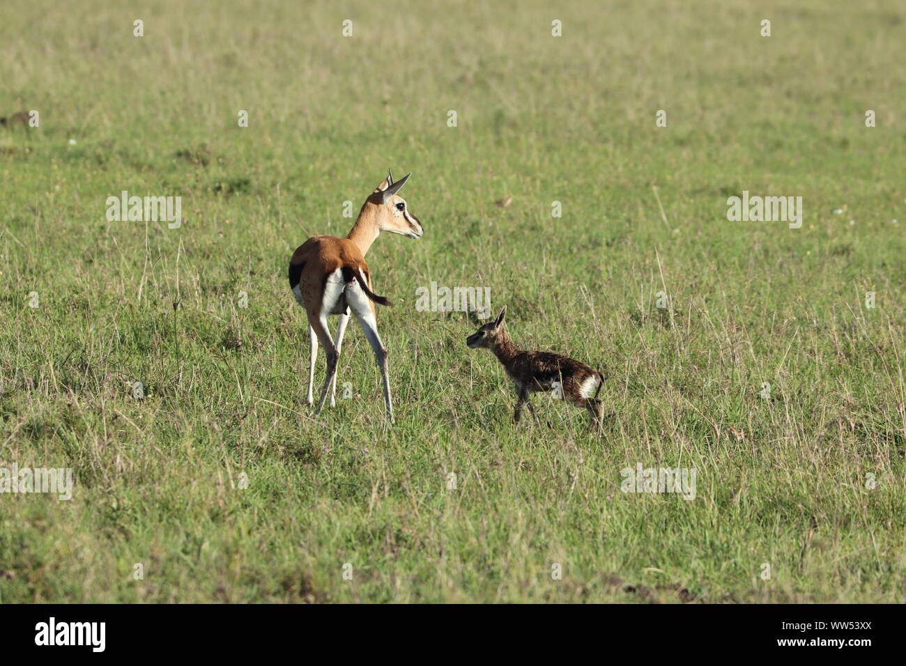 Thomson's gazelle mom and calf, Masai Mara National Park, Kenya Stock ...