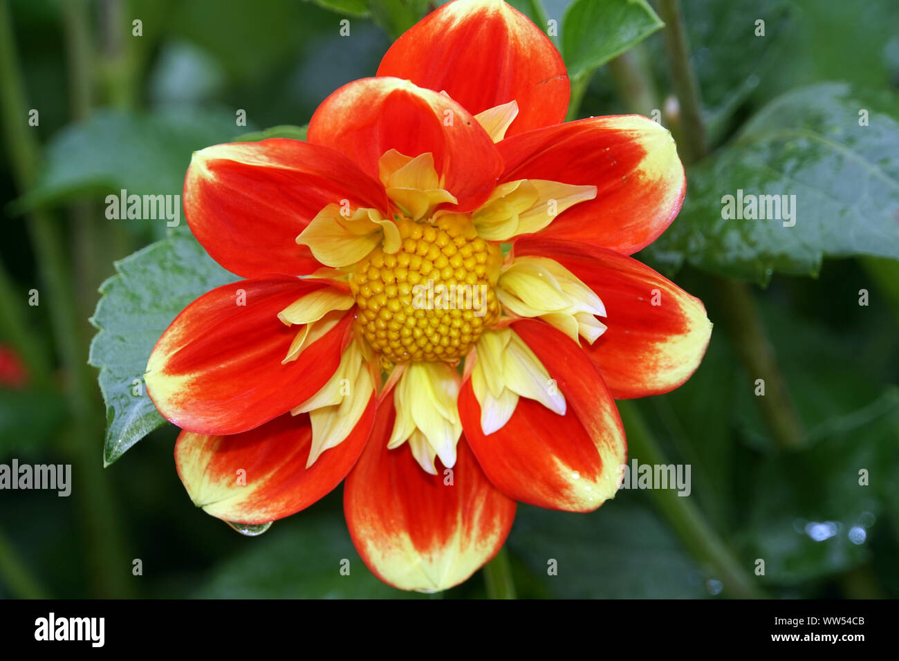 Hybride einer Garten-Dahlie (Dahlia x hortensis) Stock Photo
