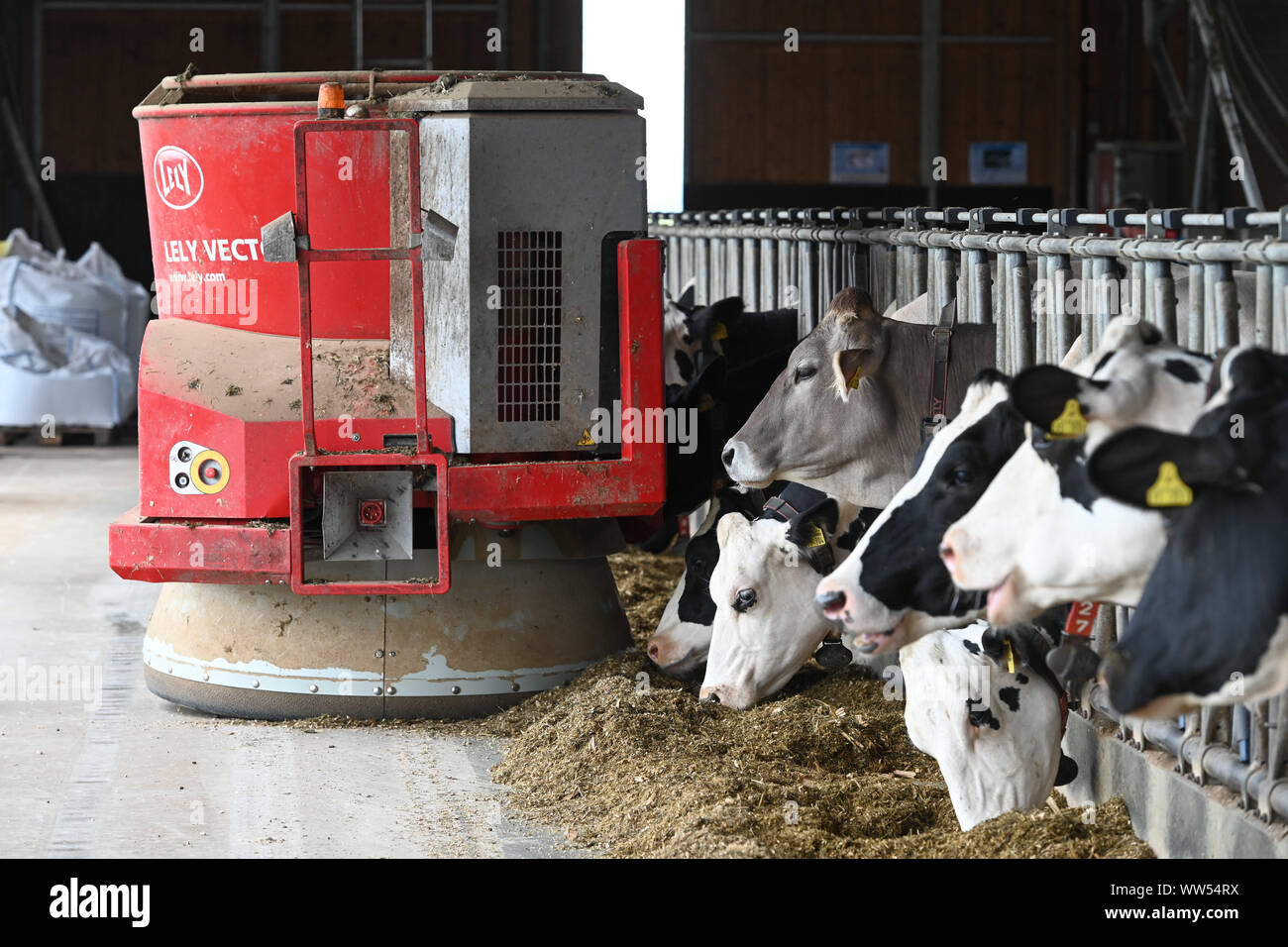 Ochse High Resolution Stock Photography And Images Alamy