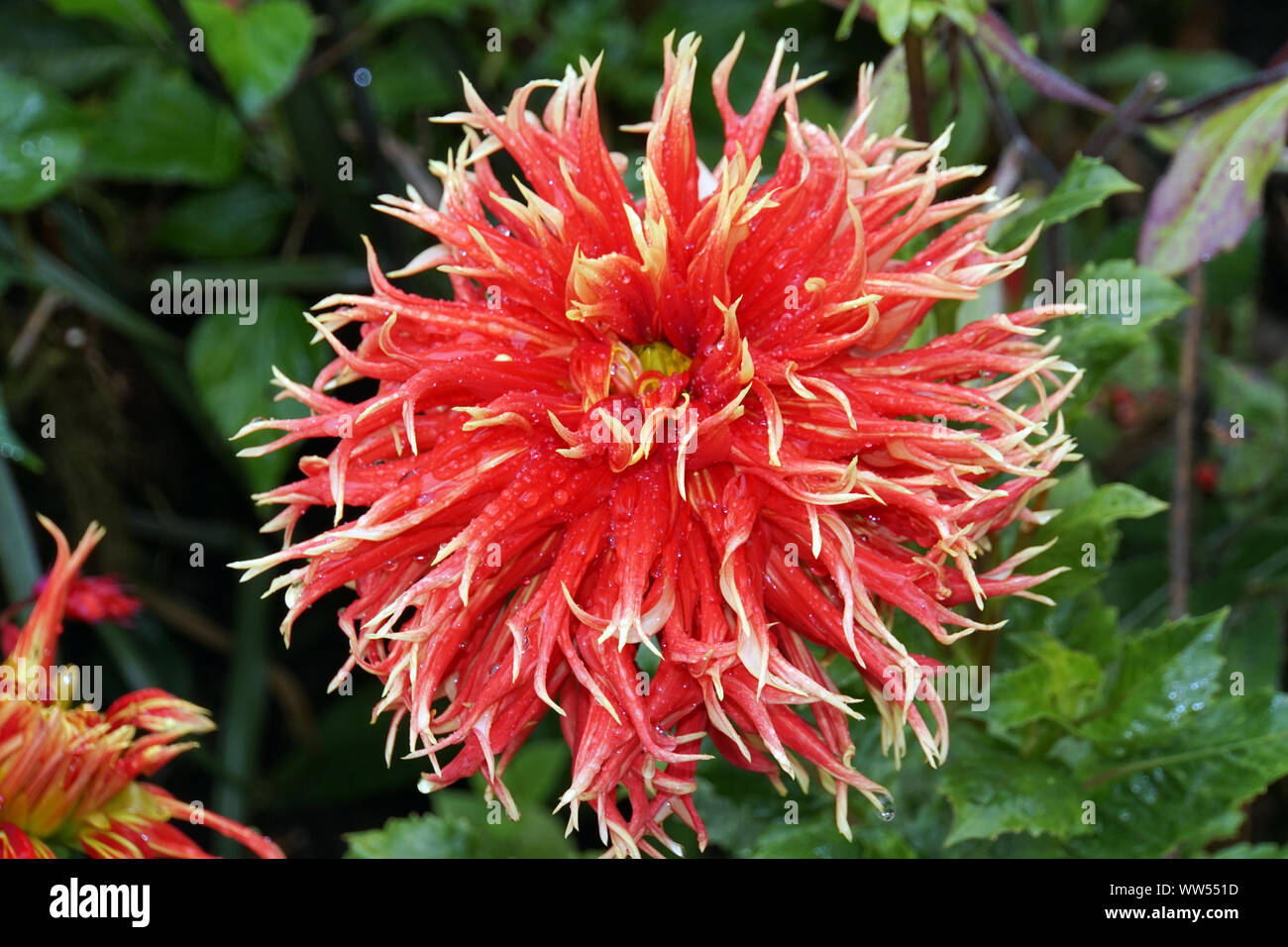 Hybride einer Garten-Dahlie (Dahlia x hortensis) Stock Photo