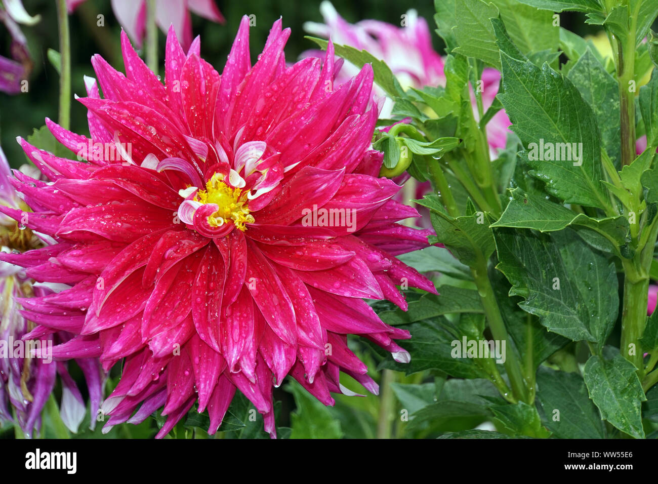 Hybride einer GartenDahlie (Dahlia x hortensis Stock Photo Alamy