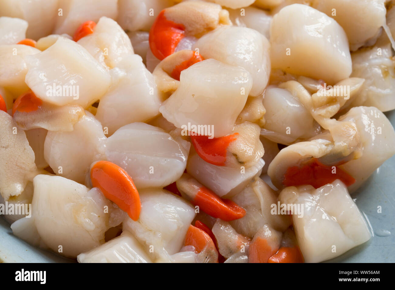 Raw, uncooked Queen scallops, Aequipecten opercularis, that have been