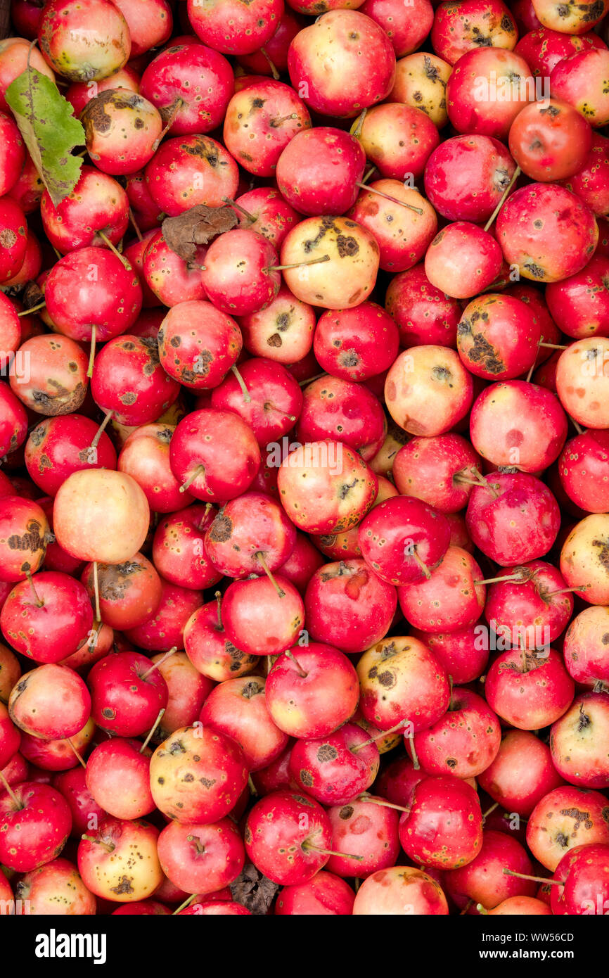 Organic red apples (Malus domestica) on display Stock Photo Alamy