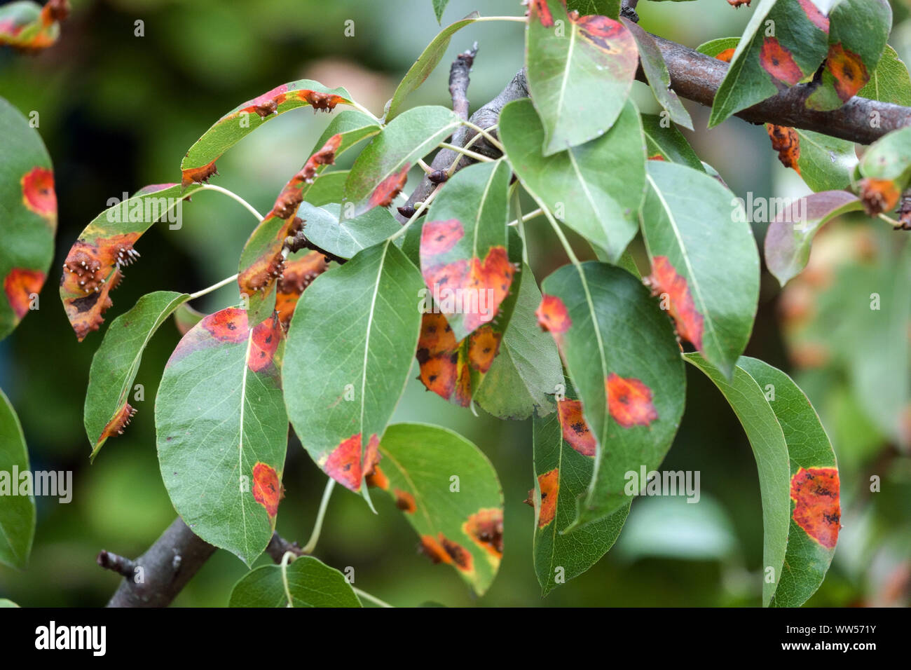 Pear rust, infected leaves of fungal disease, Pear trellis rust, Gymnosporangium sabinae Stock Photo