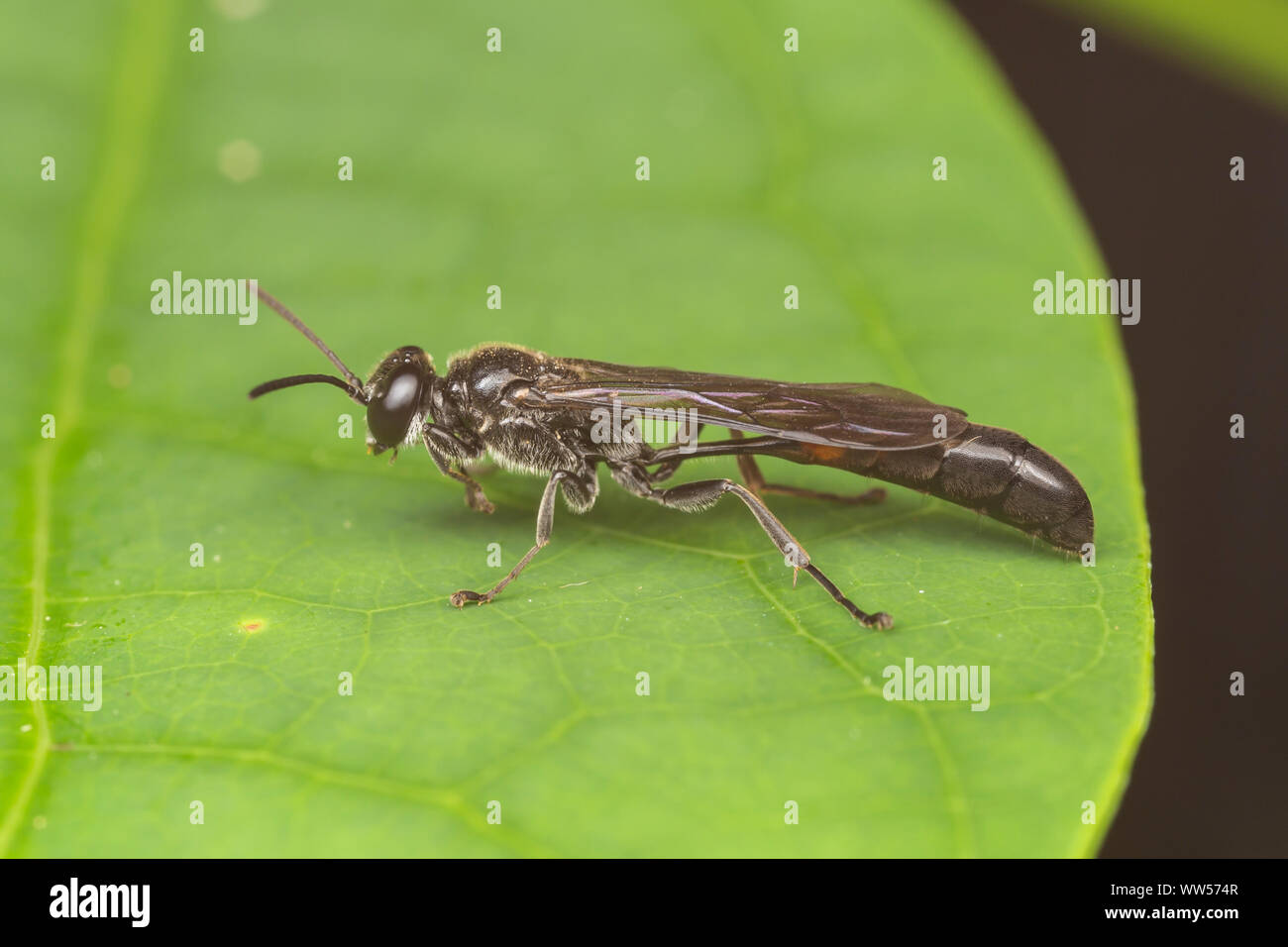 Square-headed Wasp (Trypoxylon collinum ssp. rubrocinctum) Stock Photo