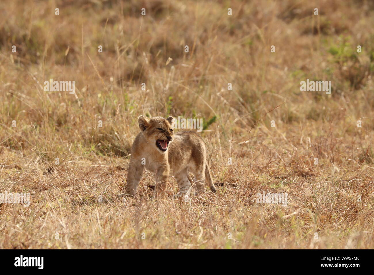 Lion cub roaring, Masai Mara National Park, Kenya. Stock Photo