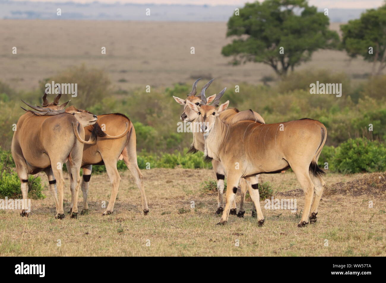 Group of elands in the savannah, Masai Mara National Park, Kenya. Stock Photo