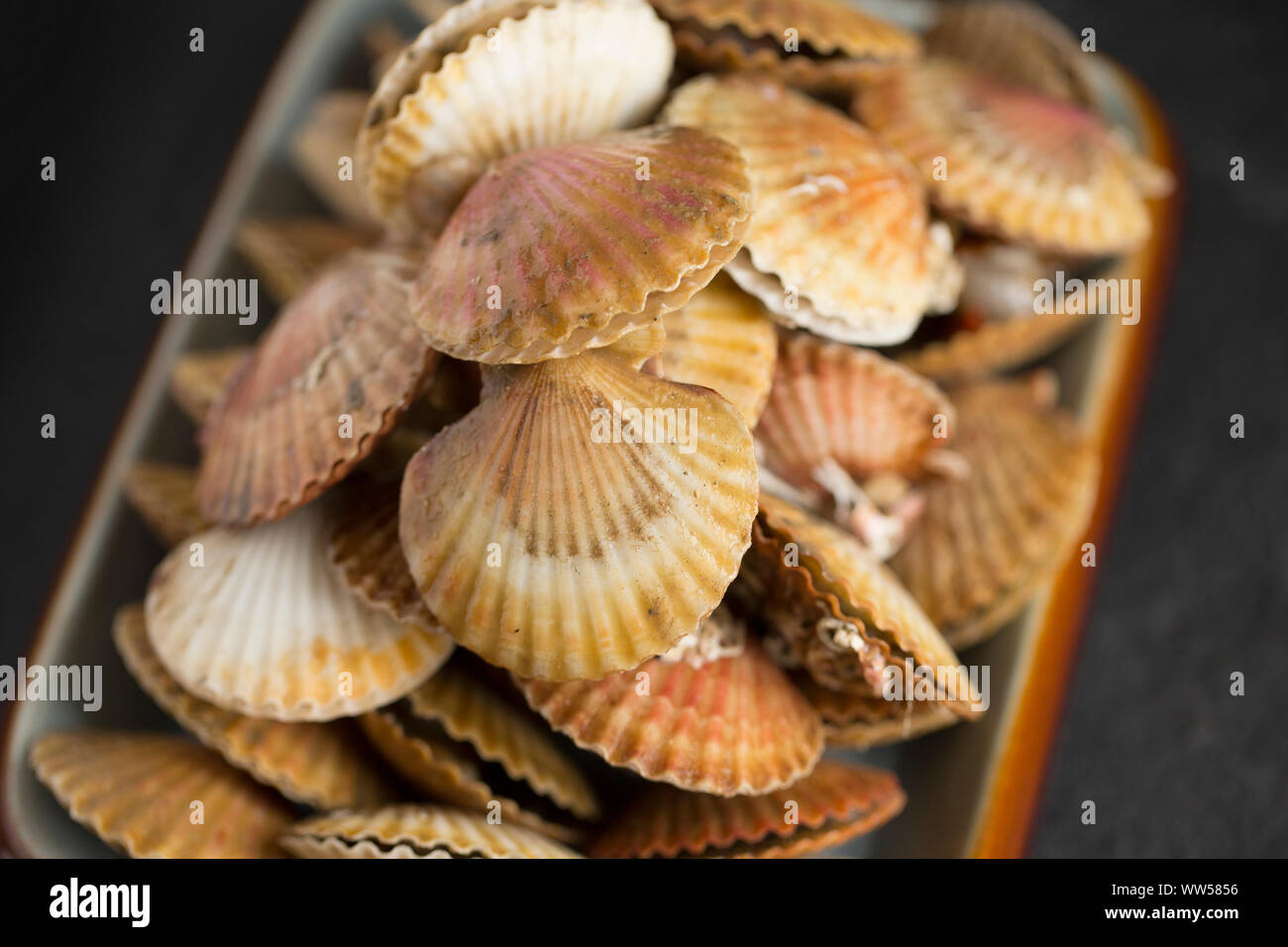 Raw, uncooked Queen scallops, Aequipecten opercularis, in their shells