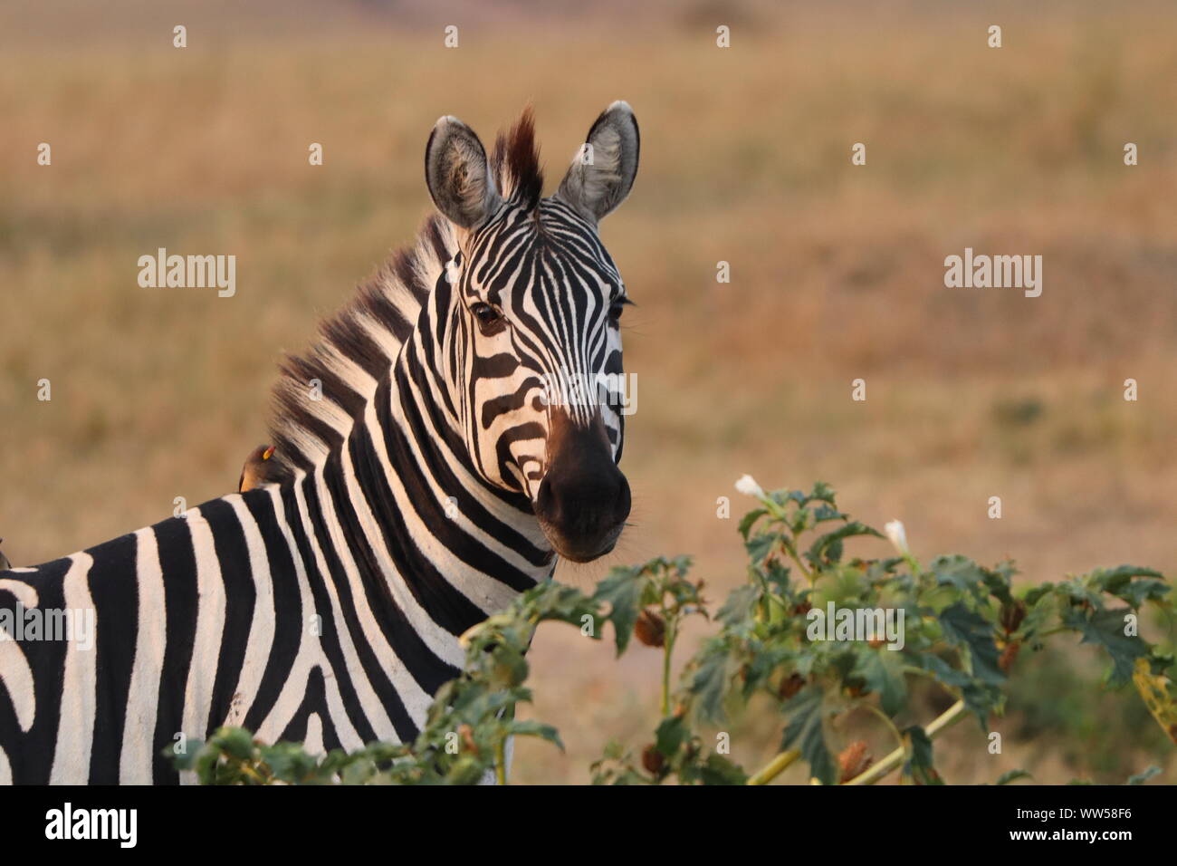 Zebra face closeup, Masai Mara National Park, Kenya. Stock Photo